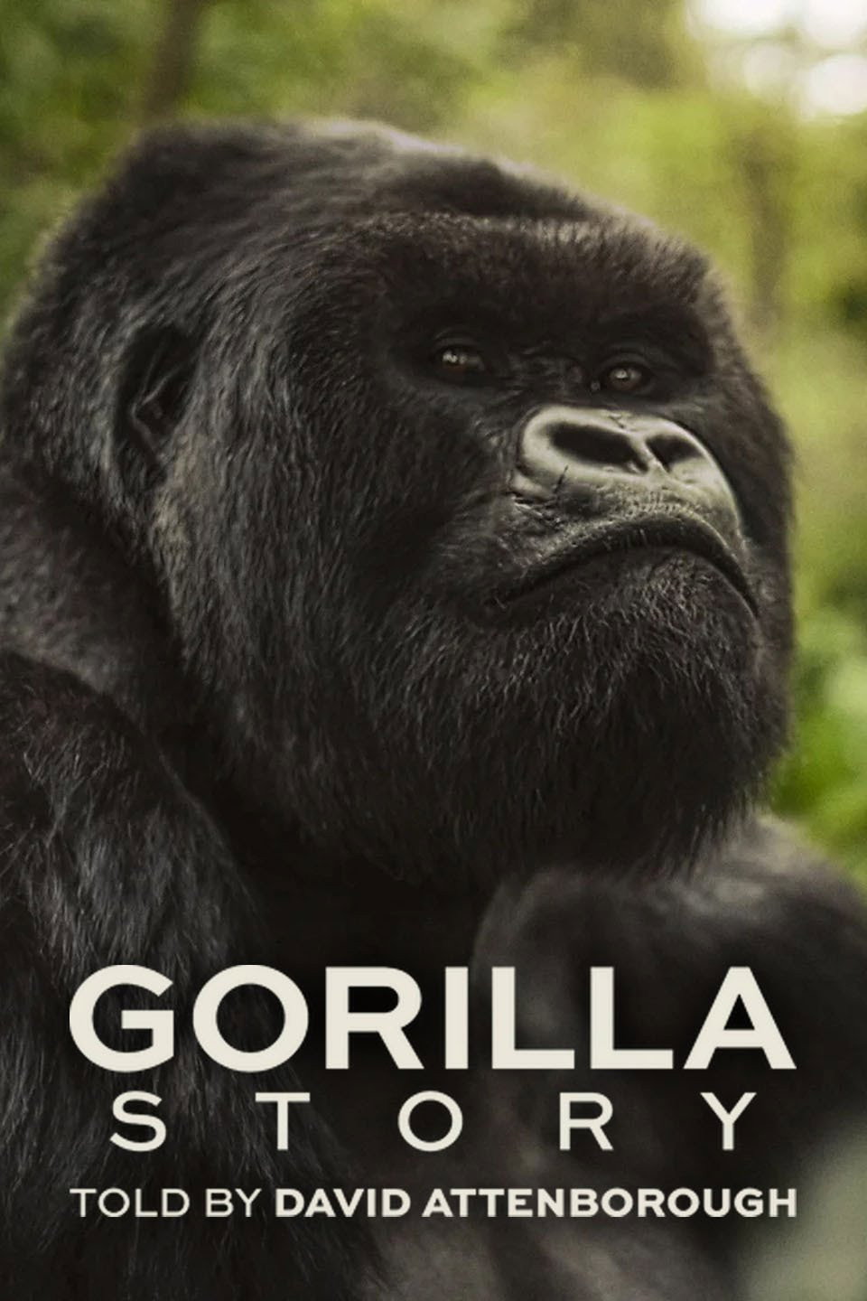  Eine Gorilla-Story erzählt von David Attenborough 