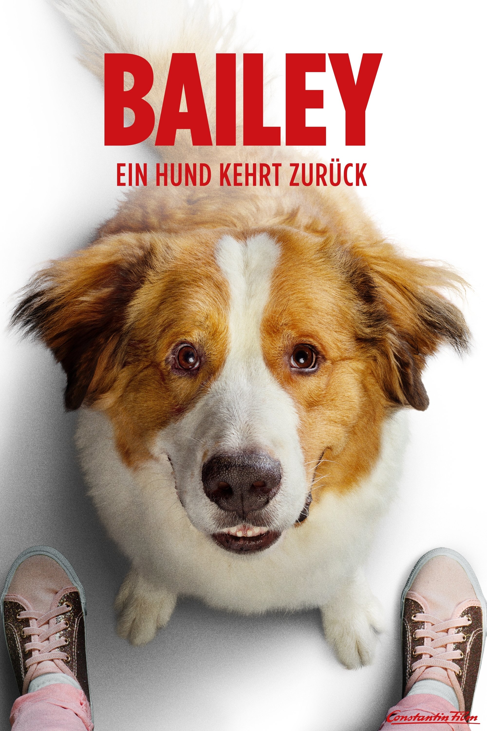  Bailey - Ein Hund kehrt zurück 