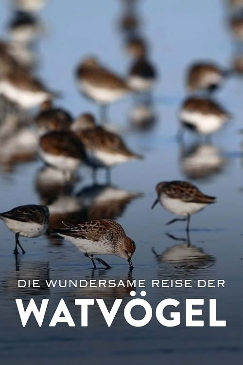 Die wundersame Reise der Watvögel 