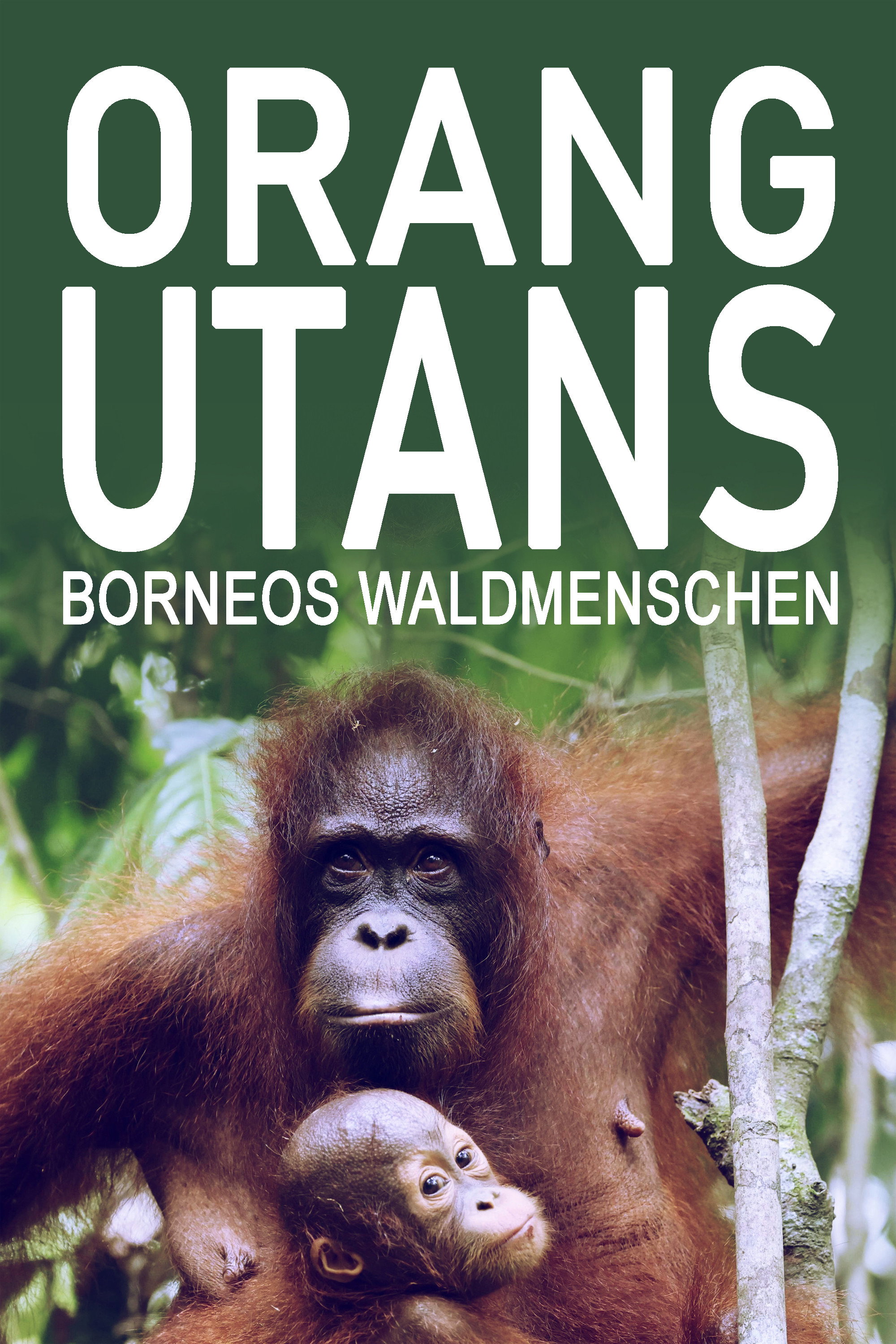 Orang-Utans - Borneos Waldmenschen 