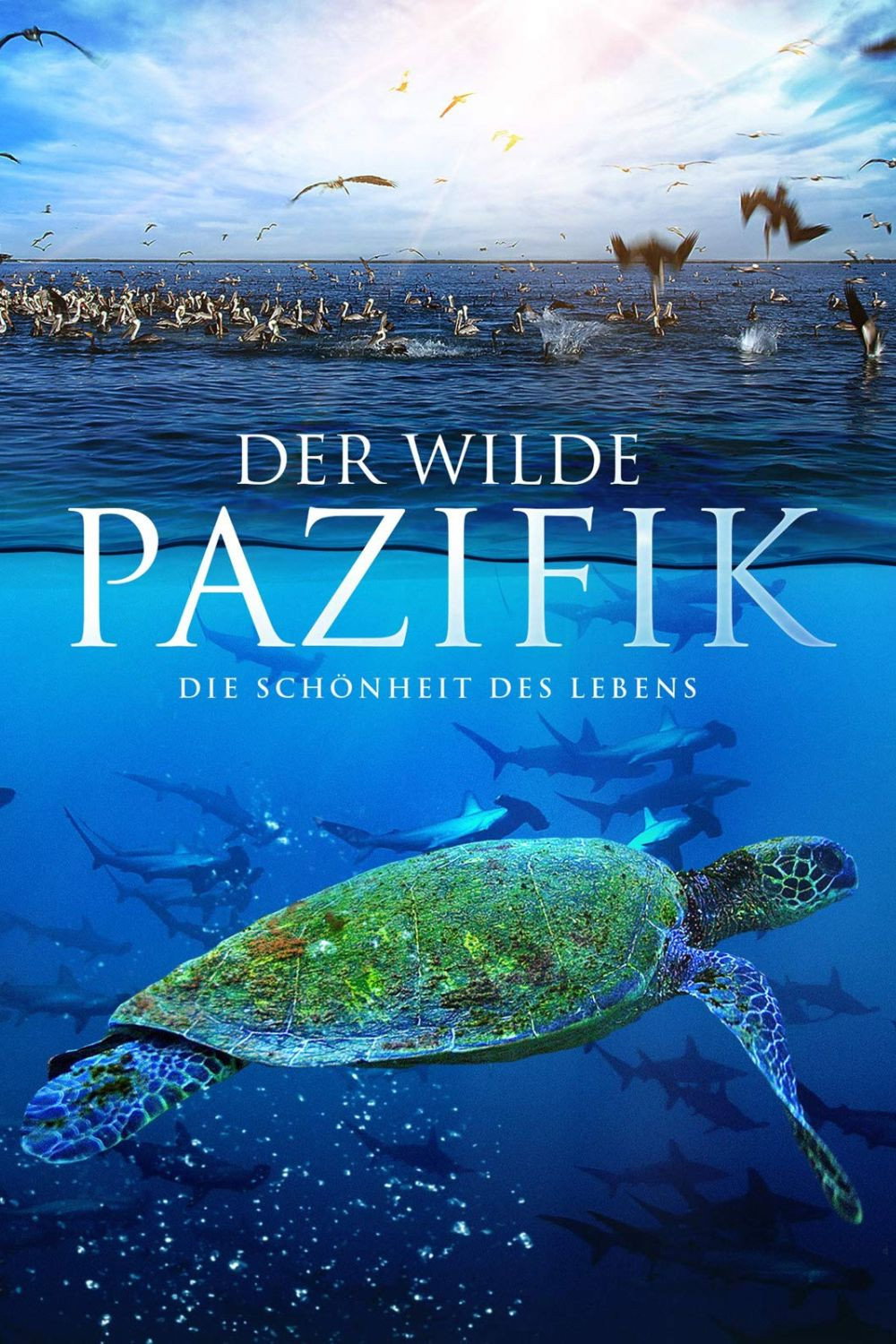  Der wilde Pazifik - Die Schönheit des Lebens 